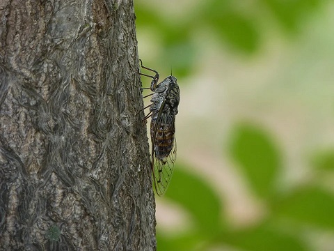 cicada-3387493.jpg