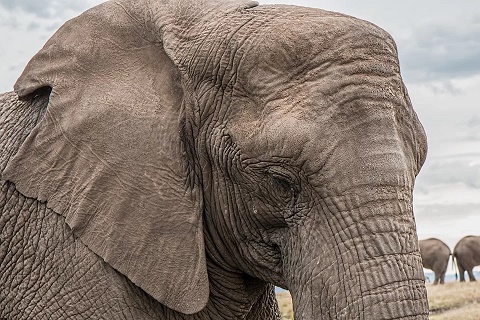 elephant-1526709.jpg