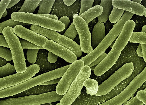 koli-bacteria-123081_480.jpg