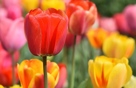 tulip-4322635.jpg
